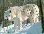 Белый волк (Аляска)