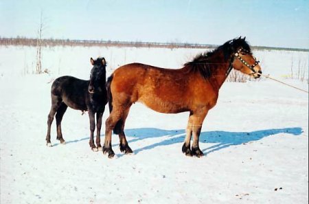 Лошадь1