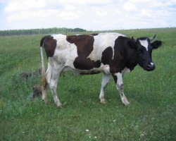 Корова2